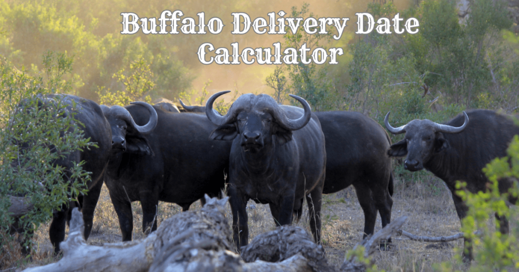 Buffalo Pregnancy Calculator || Buffalo Delivery Date Calculator || Buffalo Delivery Date Calculator India || Buffalo Baby Delivery Time || Buffalo Baby Delivery Time Calculator || Buffalo Pregnancy Time Calculator